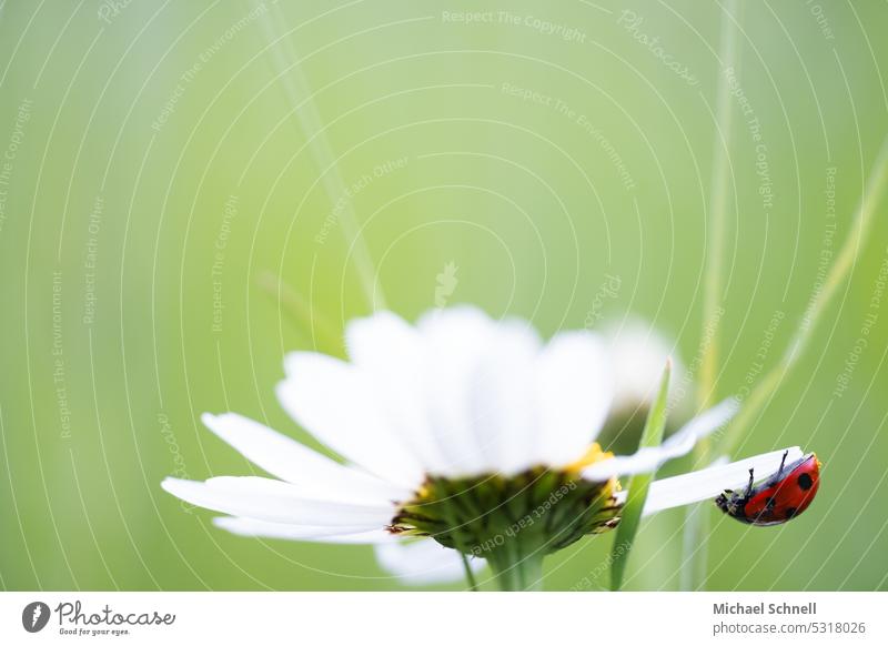 Ladybug on a daisy Marguerite Ladybird from below upside down To hold on Beetle Animal Happy lucky beetle symbol of luck Good luck charm feelings of happiness