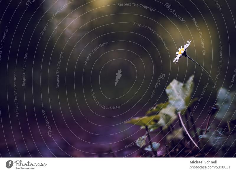 Small daisy by the wayside Daisy Forest Woodground little flowers remedies White Spring Wild plant naturally Strong