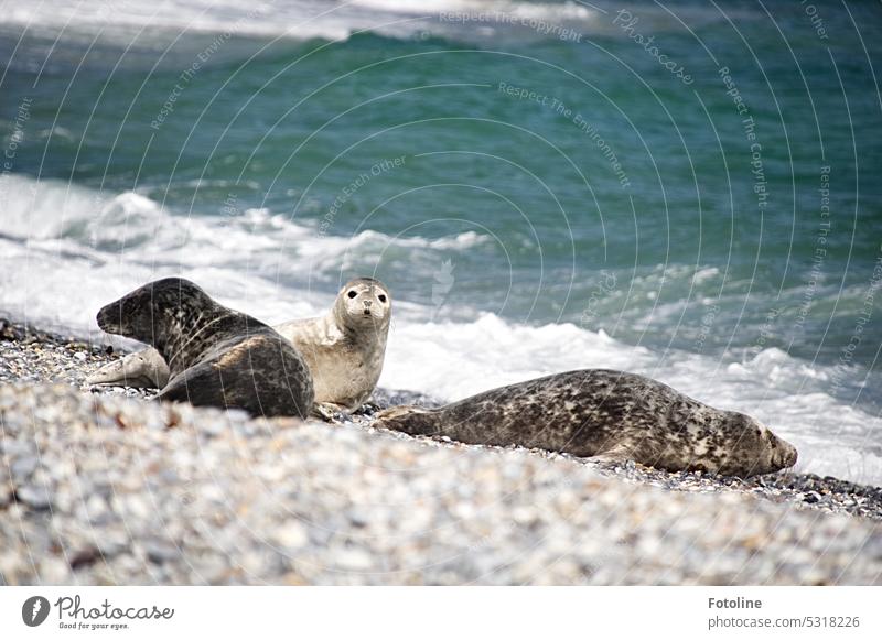 Three grey seals are lying on the Ade, a beach of the dune of Helgoland. Two are enjoying the sun, but one is watching me curiously. Seals Animal Colour photo