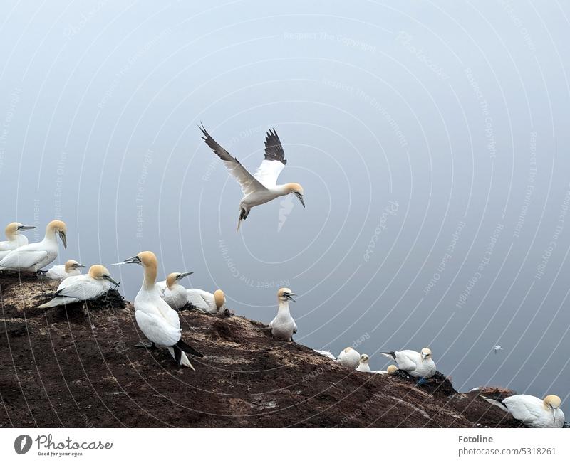 Gannets on approach to land. After the bird flu, the population of gannets has declined a lot, but they are back and continue to breed. With wings spread wide, a bird is just landing on the bird rock on Helgoland.