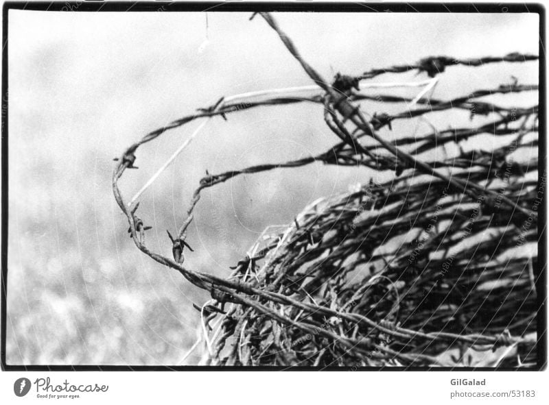 barbed wire Spiekeroog Barbed wire Old Authentic Exceptional Threat Creepy Historic Gloomy Black White Pain Fear Dangerous Wound up Cramped Fence Wire Fenced in