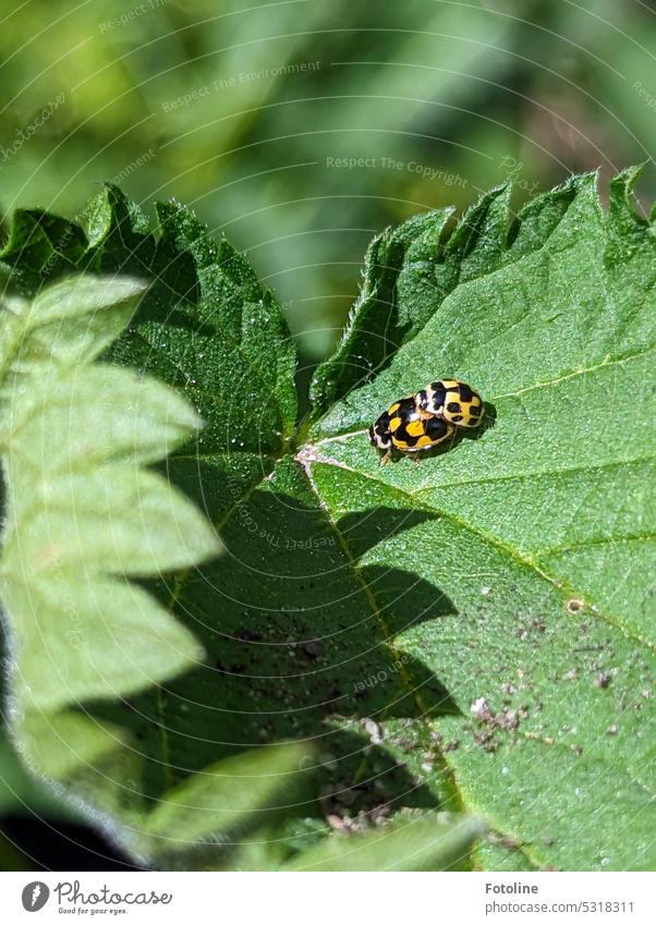 Two ladybugs sit on a leaf and take care of the species. Are they black and yellow or yellow and black? Ladybird Beetle Insect Close-up Animal Green Plant Leaf