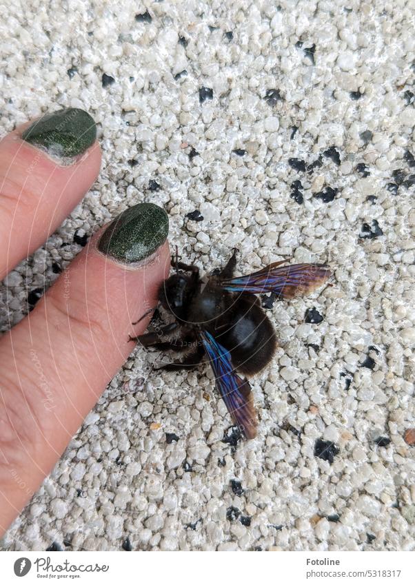 A black wood bee was crawling around in our yard. It was too cold for her. So that no one traipsed up on her, I handed her my fingers and put her in a sheltered place.