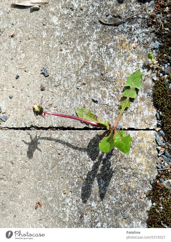 Bravely, the dandelion fights its way through the joint of two sidewalk slabs. It won't be long before the dandelion becomes a dandelion. Dandelion Flower