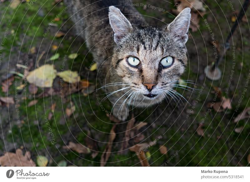 Wide angle view of brown cat looking up domestic cute animal mammal pet kitten curious domestic cat domestic animal outdoors nature wide angle