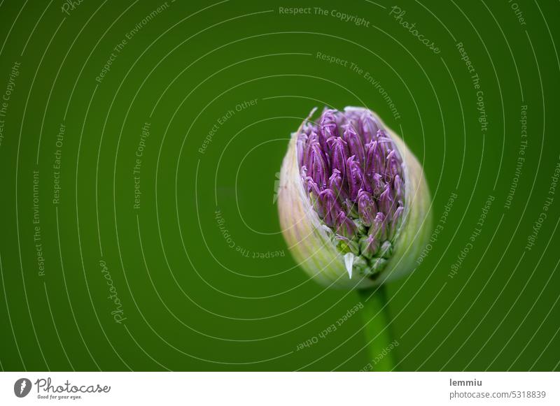 Allium Ambassador shortly before flowering ornamental garlic garlic flower ornamental garlic buds allium ambassador Flower Blossom Garden Violet Nature Plant