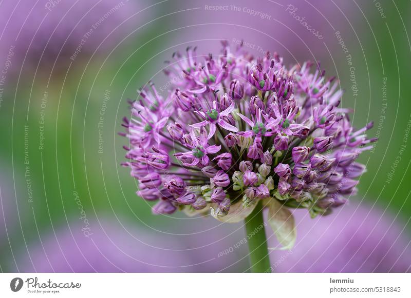 Allium Ambassador in spring ornamental garlic allium ambassador Garden Blossom Flower Plant Blossoming Nature Violet Spring Colour photo pretty Green