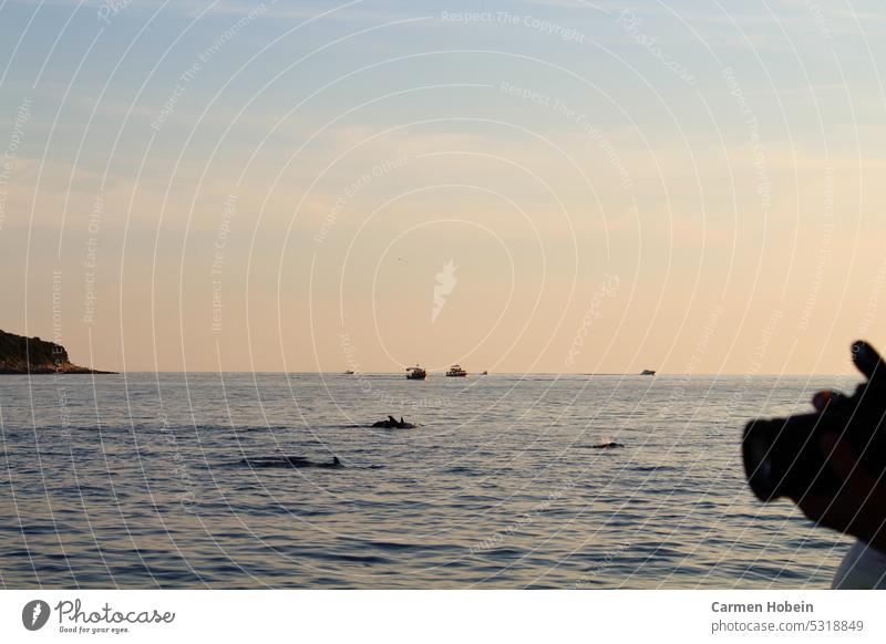 several swimming dolphins in the sea with boats in the background and at the right edge of the picture a held photo camera Dolphin afloat be afloat Ocean Water