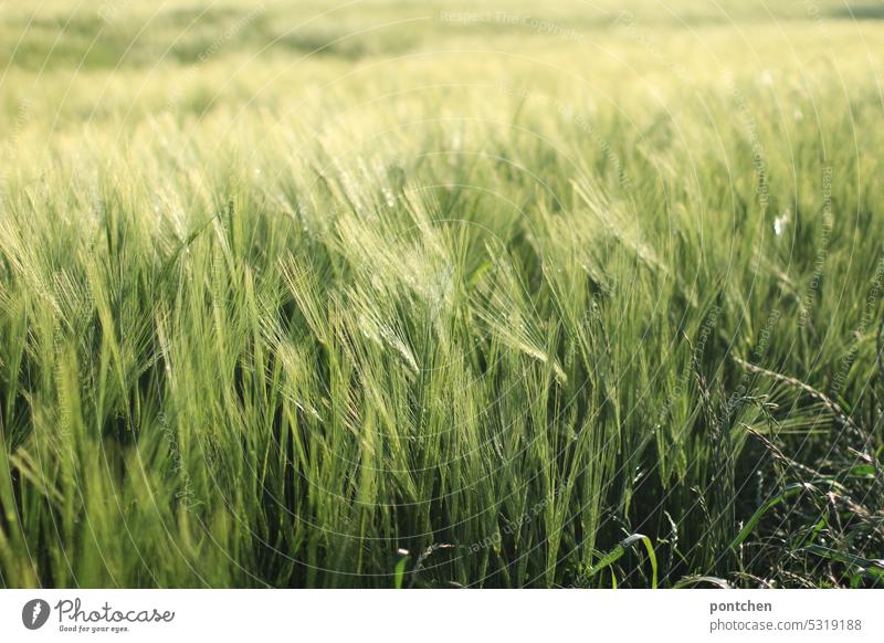 wheat field in sunshine. agriculture, nutrition Wheatfield Grain field Agriculture hunger crisis Agricultural crop Cornfield Summer Nutrition Plant Ear of corn