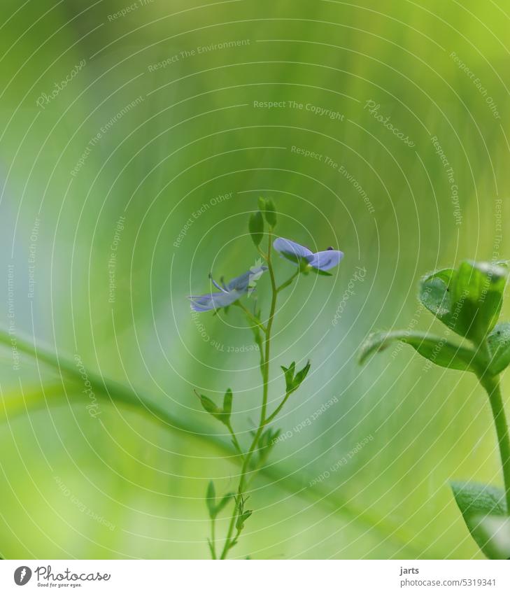 Simple small blue flower on the side of the road Flower Wayside Green Blossom Blue Forest Nature straightforwardness Blossoming Summer Growth Plant pretty