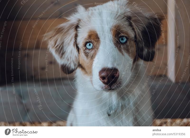 Animal portrait of Australian Shepherd puppy Puppy young dog Dog blue eyes red merle Pet Colour photo Purebred dog Blue Looking Curiosity Cute Observe