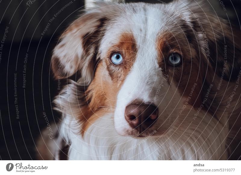 Australian Shepherd animal portrait Animal portrait Dog blue eyes red merle Pet Colour photo Purebred dog Blue Looking Curiosity Cute Love of animals Observe