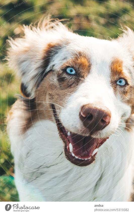 Animal portrait of Australian Shepherd in grass Dog Grass Summer blue eyes red merle Pet Exterior shot Colour photo Purebred dog Blue Looking Curiosity Cute