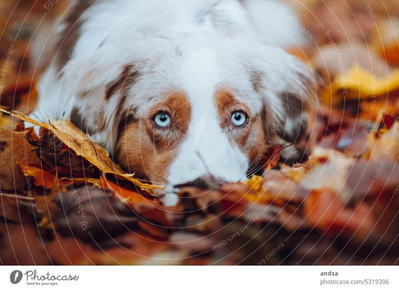 Animal portrait of Australian Shepherd in autumn Dog Autumn blue eyes red merle Pet Exterior shot Colour photo Purebred dog Blue Looking Curiosity Cute