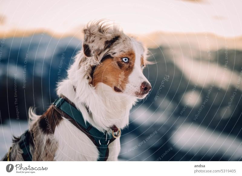 Australian Shepherd animal portrait Animal portrait Dog Winter Snow blue eyes red merle Pet Exterior shot Colour photo Purebred dog Blue Looking Curiosity Cute