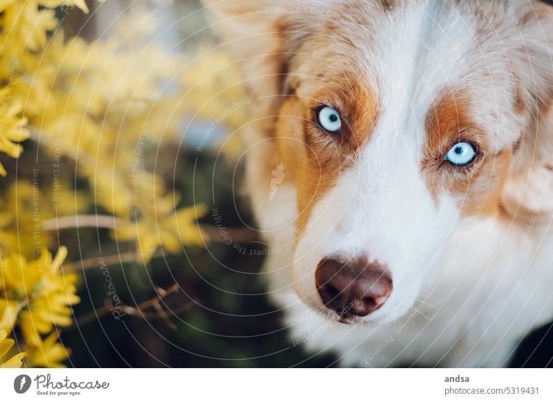 Animal portrait of Australian Shepherd in springtime Spring herding dog Blossom dogs Dog Looking Curiosity Pet Exterior shot Love of animals Purebred dog Cute