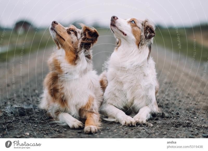 Two Australian Shepherds looking upwards herding dog dogs Dog Two dogs Looking Curiosity Dike Gravel path Meadow Gravel road gravel Animal Pet Exterior shot