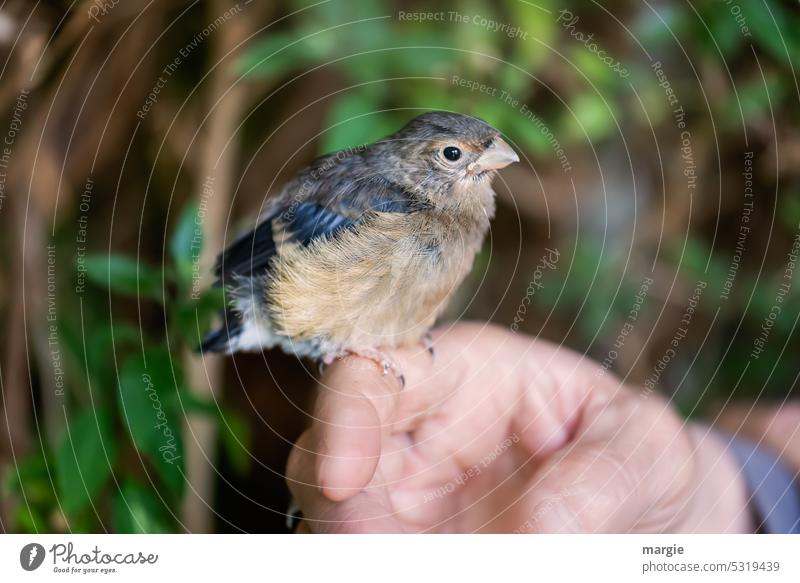 A young bullfinch sits on a hand Bird Animal Wild animal Exterior shot Beak Animal portrait Animal face breeding Close-up Feather youthful cub tame Breeding