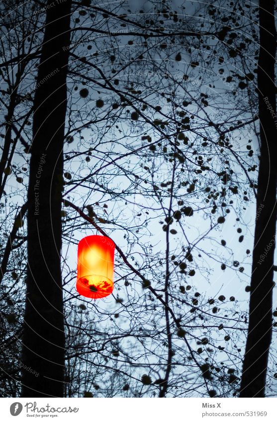 lantern Garden Feasts & Celebrations Hallowe'en Sky Night sky Tree Illuminate Dark Bright Lampion Garden festival Lantern Silhouette Colour photo Exterior shot