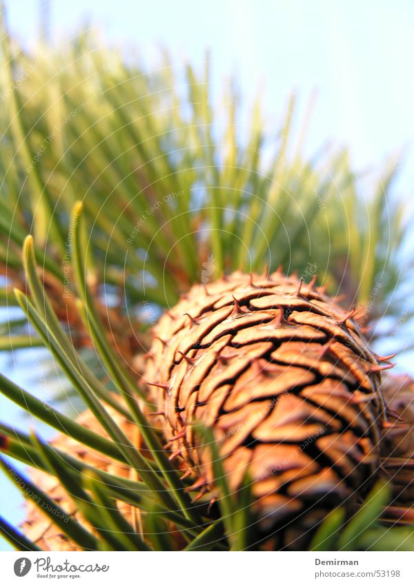 tenons Green Tree Fir needle Cone Sun Sky Fir tree