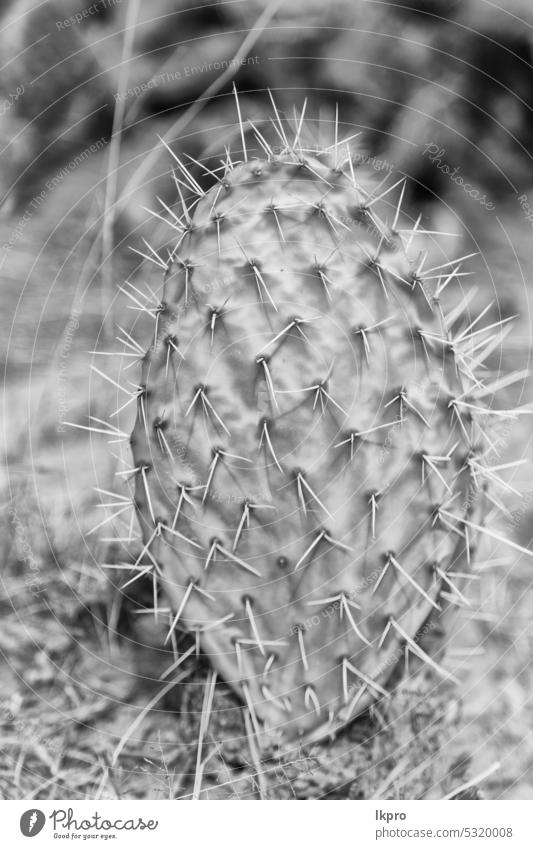 in the sky  like backround abstract   cactus plant background nature green desert macro succulent texture pattern thorn botany closeup flower summer natural