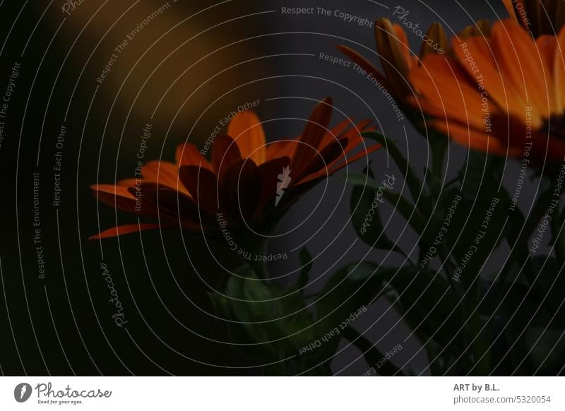 When the sun is almost gone Light Shadow Marguerite Flower Garden Orange Nature Sun downfall Sunset flora background Unique specimen Dark