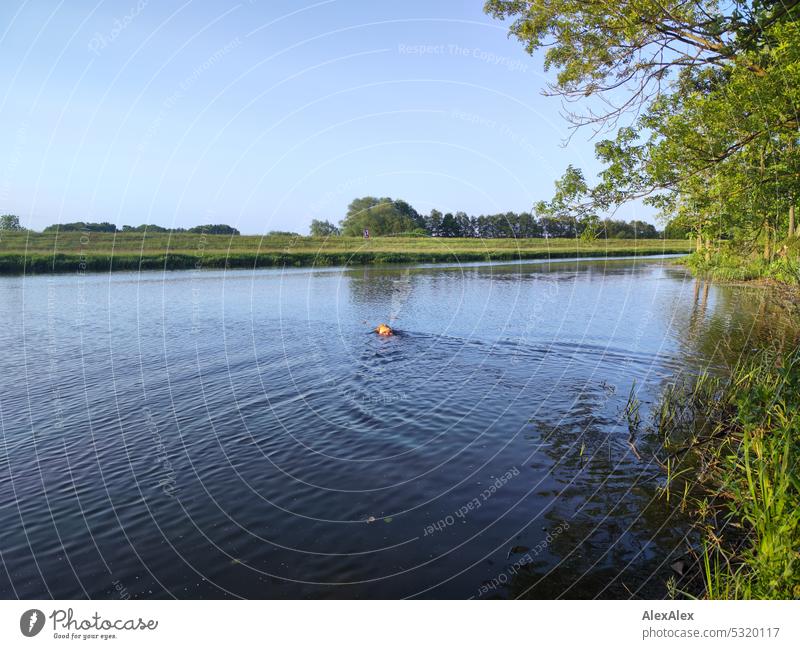 Blonde Labrador swimming in a lake and taking a stick out of the water Dog Pet Love of animals water dog Body of water Lake Water Retrieve retract Animal