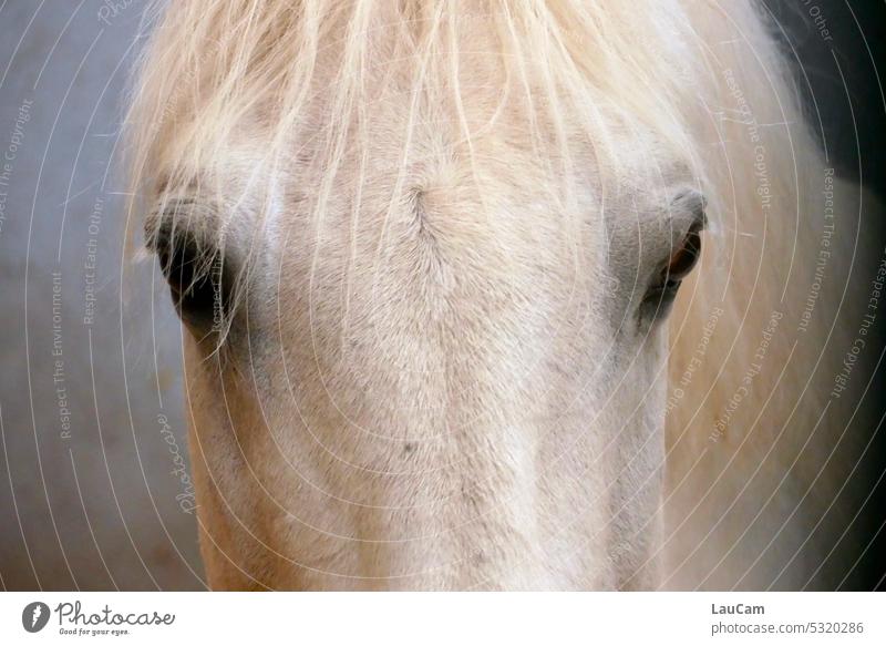 Forehead with bangs and side view Horse Gray (horse) Head eyes look Side view Lipizzaner Animal Animal portrait White Pelt Nature Detail Looking Mane Bangs hair