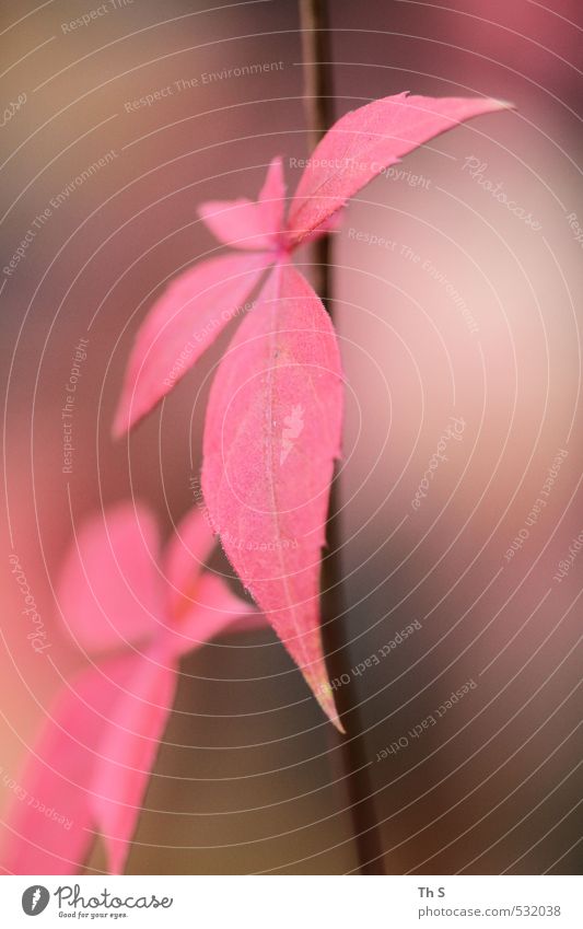 plant Nature Plant Autumn Pink Esthetic Harmonious Colour photo Exterior shot