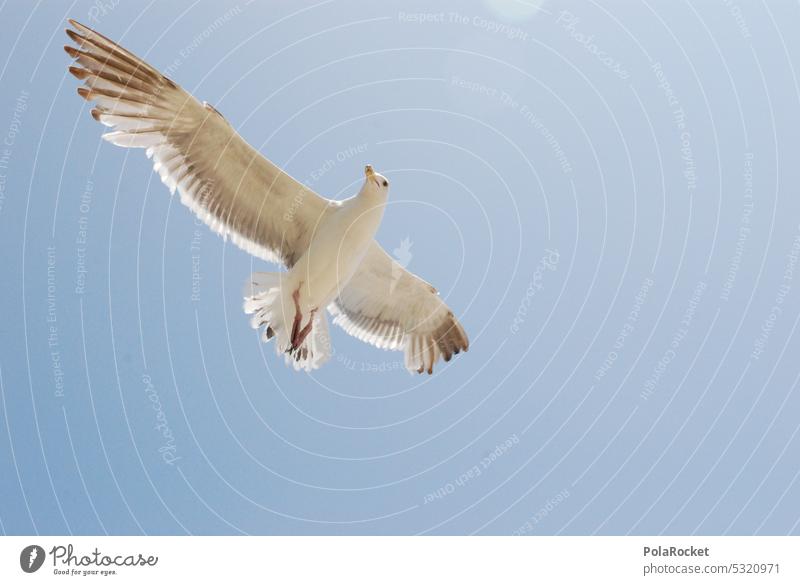 #A0# Celestial bull Seagull Gull birds gulls Bird Bird's-eye view Perspective Flying Sky