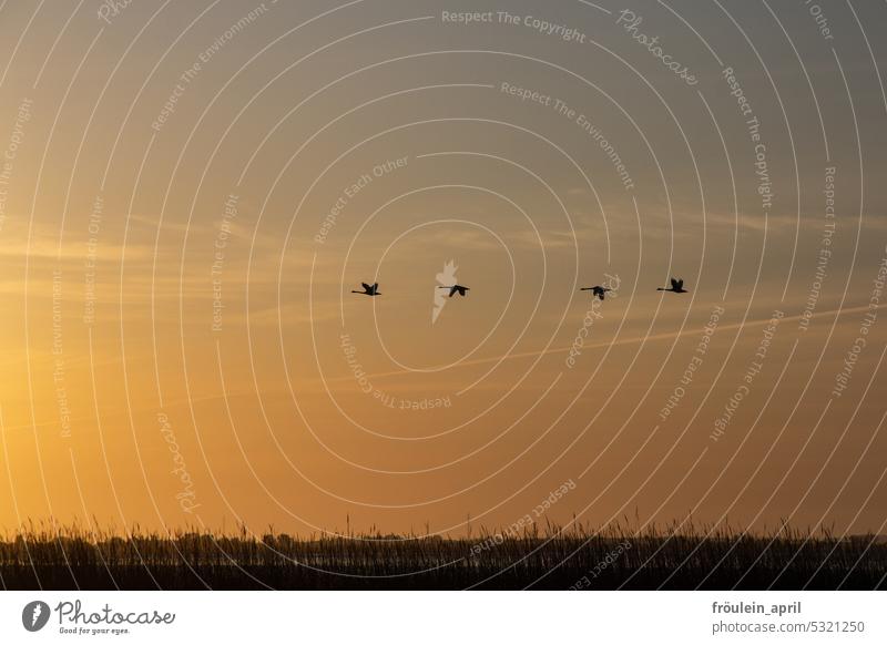 2nd morning round | swans flying, morning mood, sky swan family Swan Bird Nature birds Animal Landscape Love of nature pure nature Freedom Sunrise atmospheric