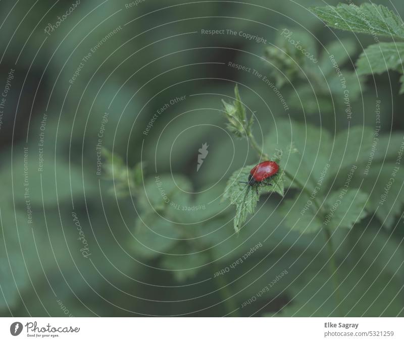 Red poplar leaf beetle- Chrysomela populi Beetle Close-up Insect Colour photo Nature Shallow depth of field Exterior shot Deserted Macro (Extreme close-up)