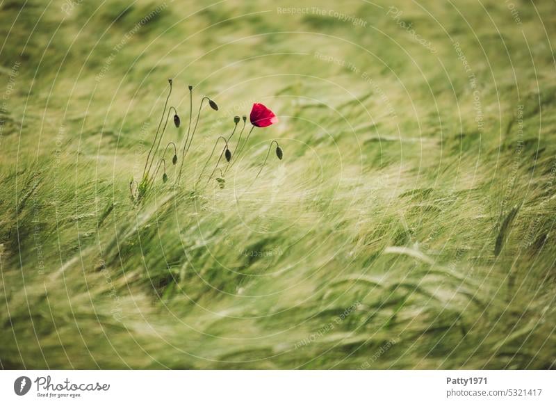 Red poppy in wheat field swaying in the wind Poppy Wind Wheatfield Poppy blossom Field Nature Summer Flower Plant Corn poppy Blossom Shallow depth of field