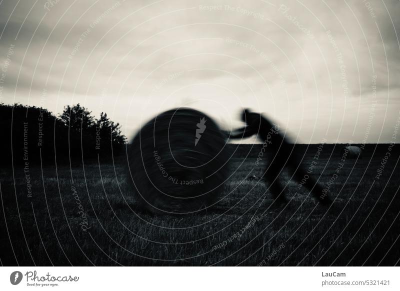 In search of the needle in the haystack Hay bale Roll move Dynamic strenuously Field somber Harvest Agriculture Bale of straw Meadow Rural Straw Summer Shadow