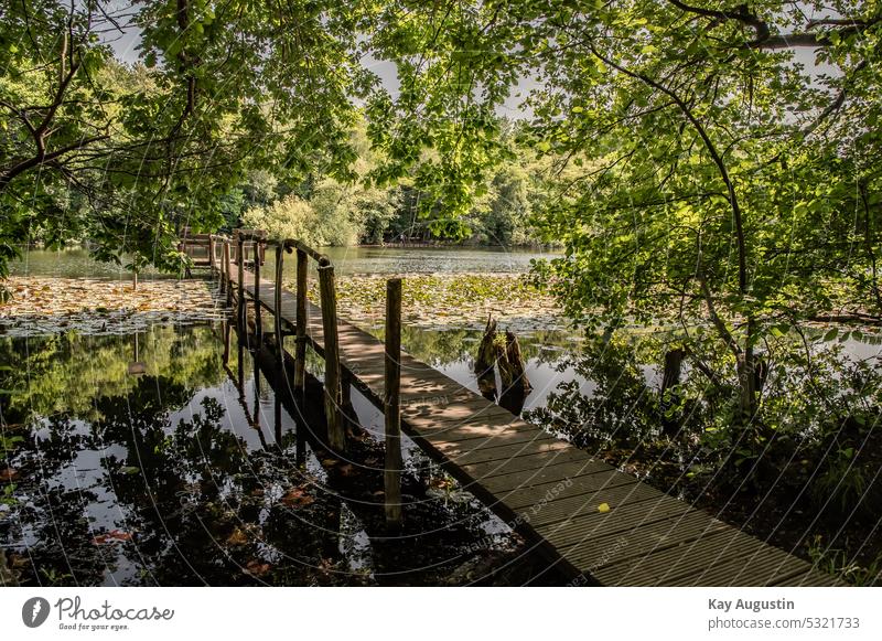 Footbridge at the Villenhofer Maar Kottenforst Water lily carpet deciduous trees Ville Lake Plate protected landscape Rhineland Nature Park