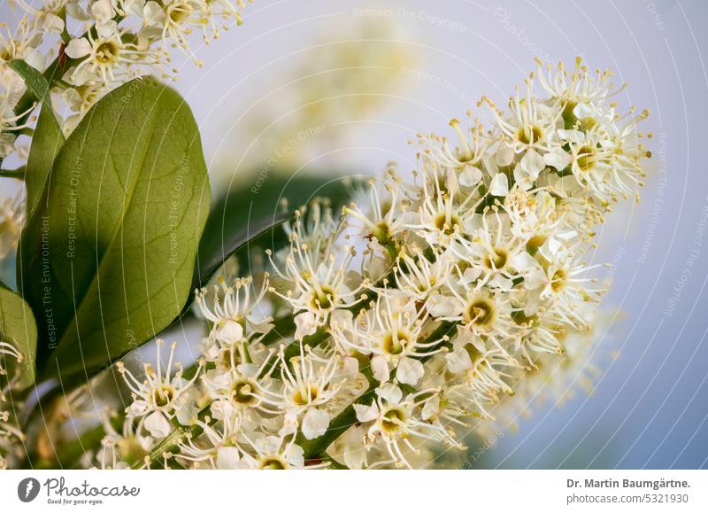 Maunz-Miau: inflorescence of the Pontic cherry laurel, ; it belongs to the rose family like apples and pears. Prunus laurocerasus Laurel cherry blossom