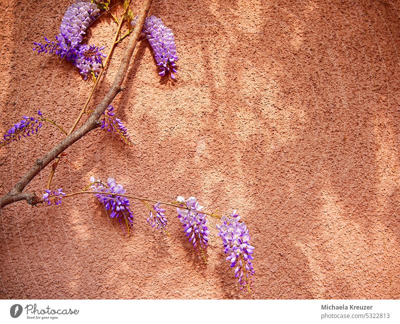 blue rain (wisteria) 10 flowers, brown wall, place for text, left side of wall overgrown square Light and shadow abundance Spring Wall (building)