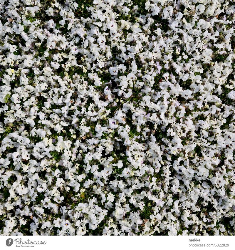 White sea of flowers blossoms sea of blossoms carpet of flowers Spring Garden Blossoming Summer Park violet Snow Blanket countless Many hundreds of even
