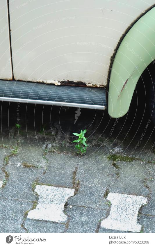A green plant stretches out from between bony stones, next to a rusting wrecked car Green offshoot pavement Paving stone bone stones crack Crack King