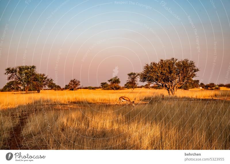 wild namibia Wanderlust Africa Far-off places Namibia Kalahari desert Grass beautifully Warmth Sunlight Dawn Antelope Wild Wilderness Dream Gorgeous