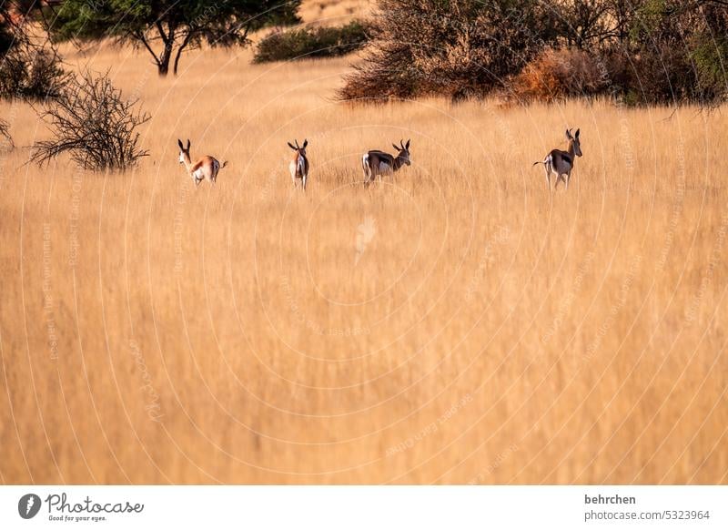 Animal Wilderness Free Exceptional Wild animal Fantastic Springbok Antelope Namibia Safari Africa Far-off places Wanderlust Grass Savannah aridity