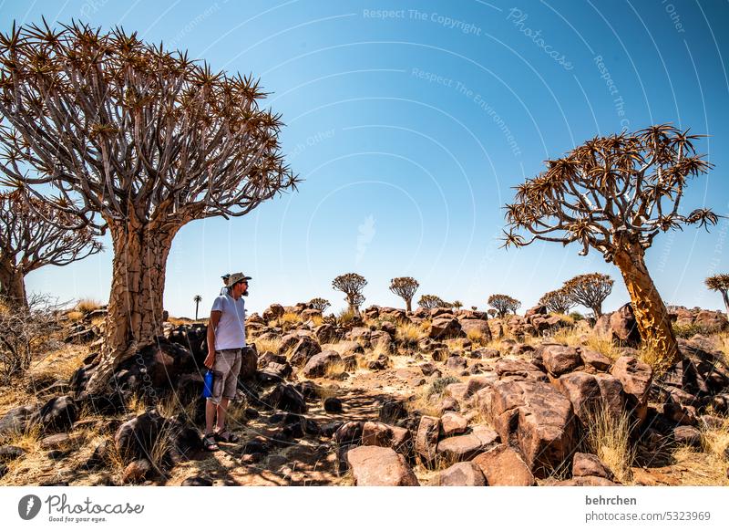 wild namibia Warmth Wanderlust Plant Keetmanshoop especially Impressive Desert Africa Namibia Namib desert Tree Kokerboom tree Exceptional Nature