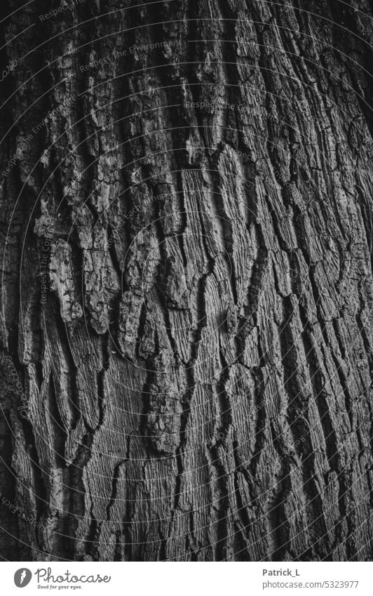 black and white photo of the bark of a tree Black & white photo Contrast age crease Nature Tree Forest Tree trunk Tree bark Wood Growth Deserted Detail Plant