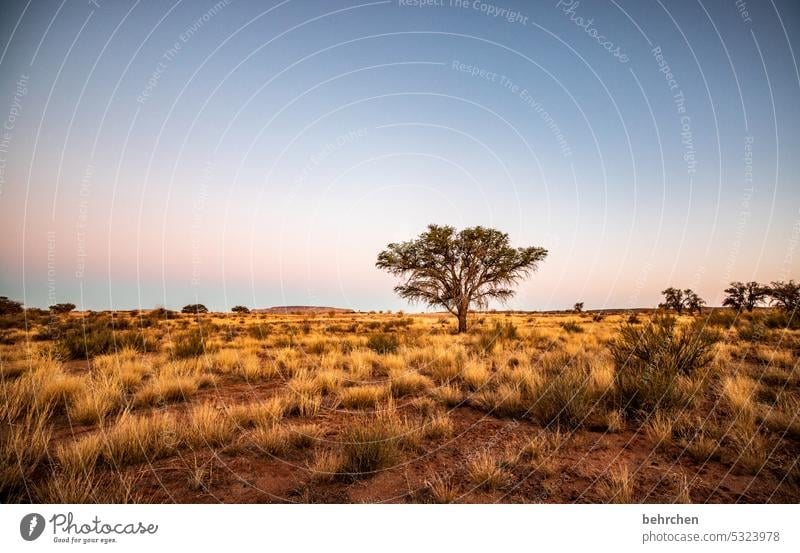 wild namibia Dream Twilight Africa Loneliness magical Landscape Desert Vacation & Travel Sky Gorgeous romantic Bushes Sunset Nature Wanderlust Wilderness