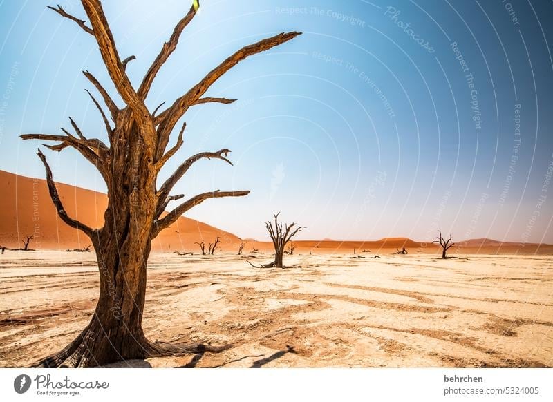 heartland namibia Desert Africa Namibia Far-off places Sossusvlei Sandstorm Dune 45 Sesriem Wanderlust Warmth