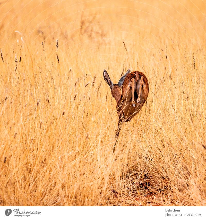 Ready to jump Small Cute Antelope dwarf antelope steinbock aridity Animal protection Love of animals Wild animal Wilderness Exceptional Safari Nature Adventure