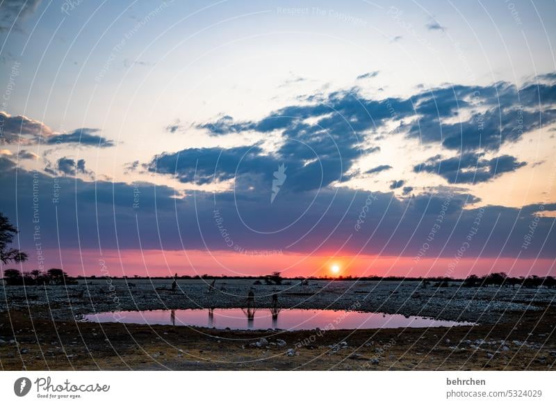 heartland namibia Africa Namibia Far-off places Wanderlust Sunlight Sunset Etosha