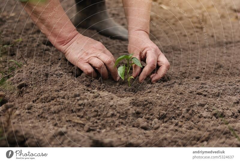 Agriculture. Unrecognisable senior farmer planting peper seedlings in the garden. Hands plant tiny sprout in fertile soil. Concept of organic farming, eco life and spring gardening.