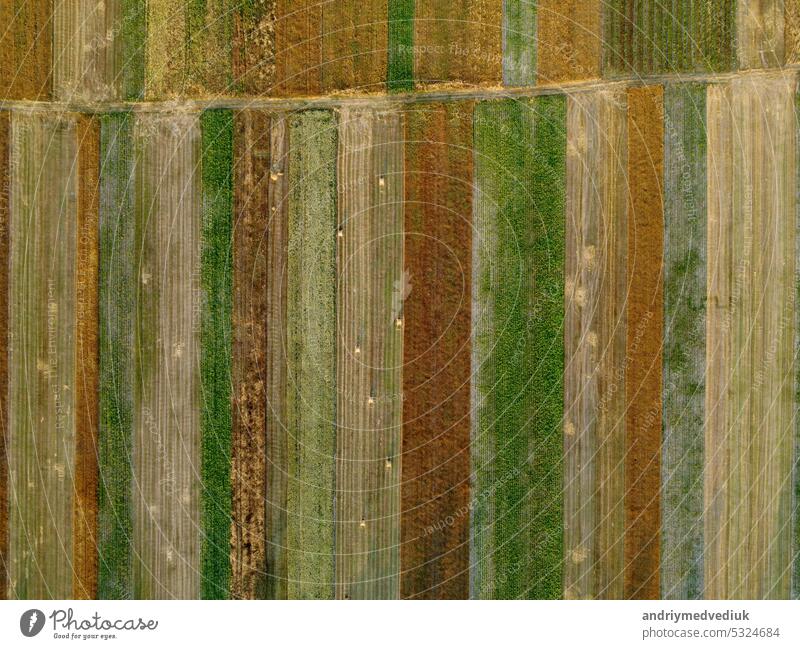 Aerial view of cultivated green fields and agricultural parcels with gold wheat, straw rolls. Countryside landscape, rows geometric shape fields. Concept of agrarian industry. Ukraine