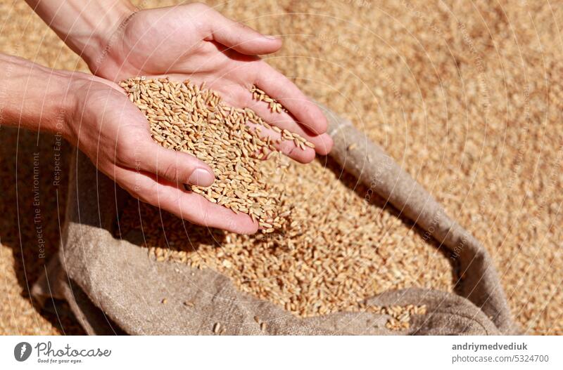 Wheat grains in a hand after good harvest of successful farmer. Hands of farmer puring and sifting wheat grains in a jute sack. agriculture concept. Business man checks the quality of wheat.